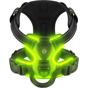 Harnais LED rechargeable pour chien, coloris vert allumé, vu de face