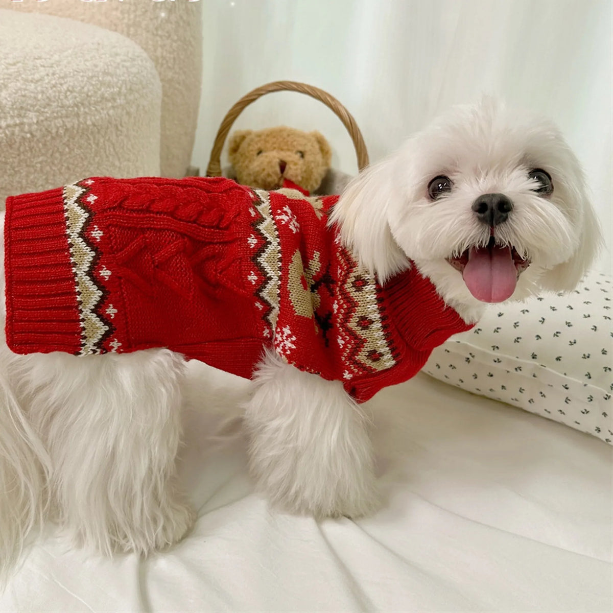Petit chien blanc portant le pull de Noël rouge en tricot torsadé à col roulé