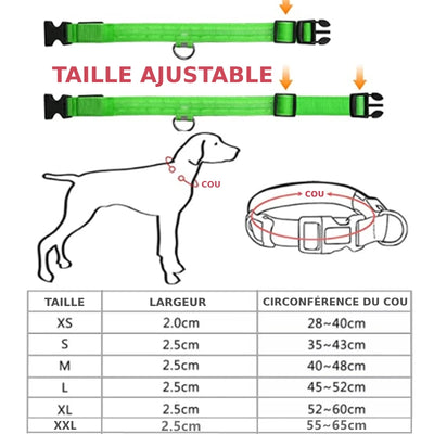 taille collier lumineux chien