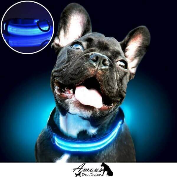 Collier lumineux pour chien NiteHowl LED - Sherbrooke Canin