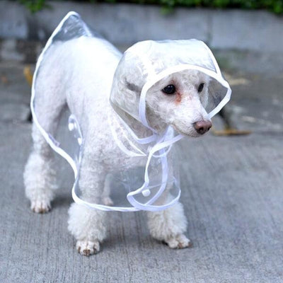 Imperméable pour chien transparent