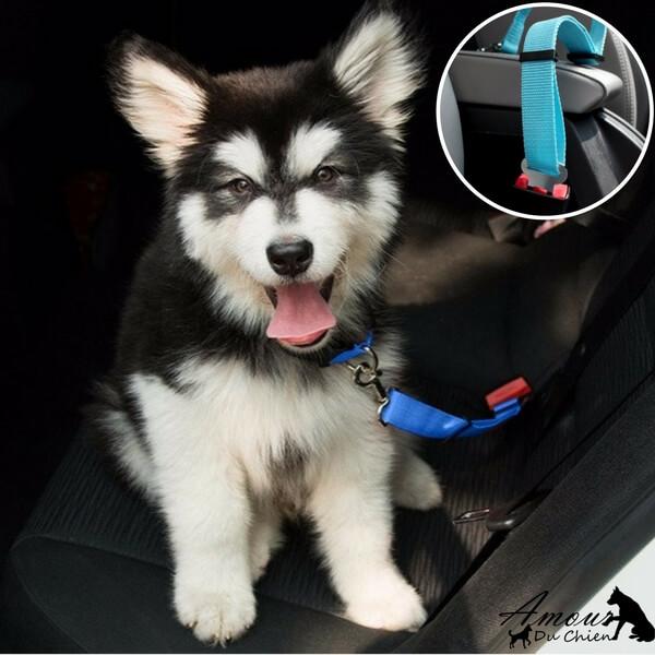 ceinture de sécurité voiture chien 