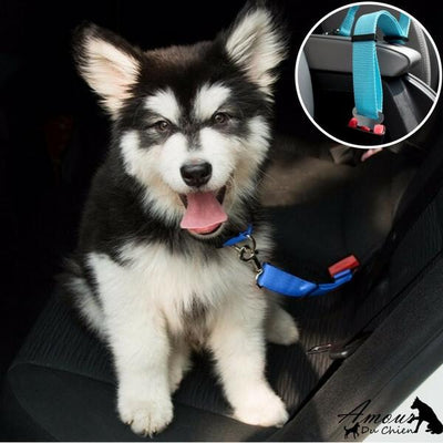 ceinture de sécurité voiture chien