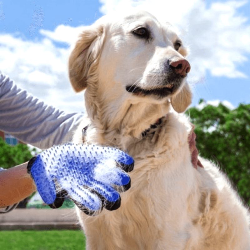 gants toilettage pour chien 