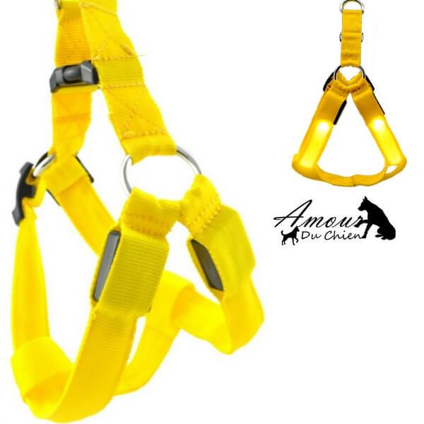 harnais lumineux pour chien 